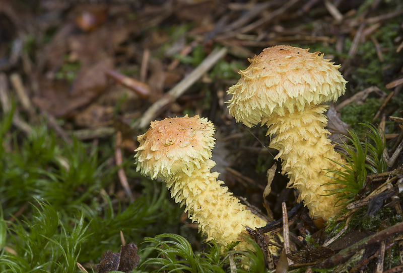 Pholiota flammans